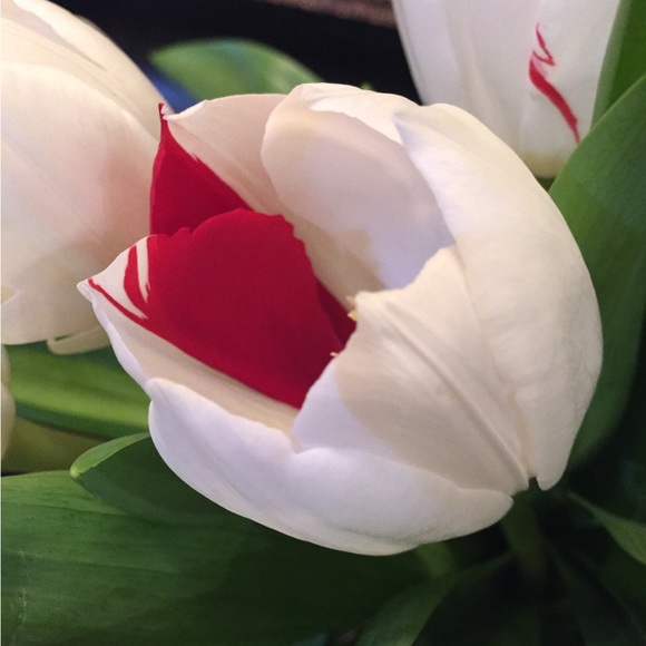 lulutulip